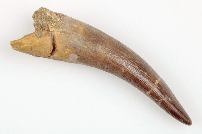 Fossil Plesiosaur (Zarafasaura) Tooth - Morocco #202011